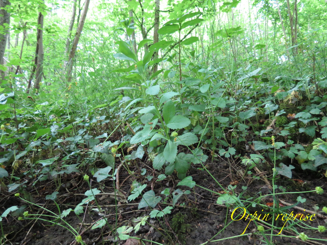 Sedum telephium 4083t
